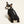 Team Softshell Dog Jacket - Ariat