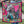 He Dog Scarf  - Fringe Scarves