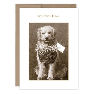 Sit, Stay, Heal Get Well Card - Shannon Martin